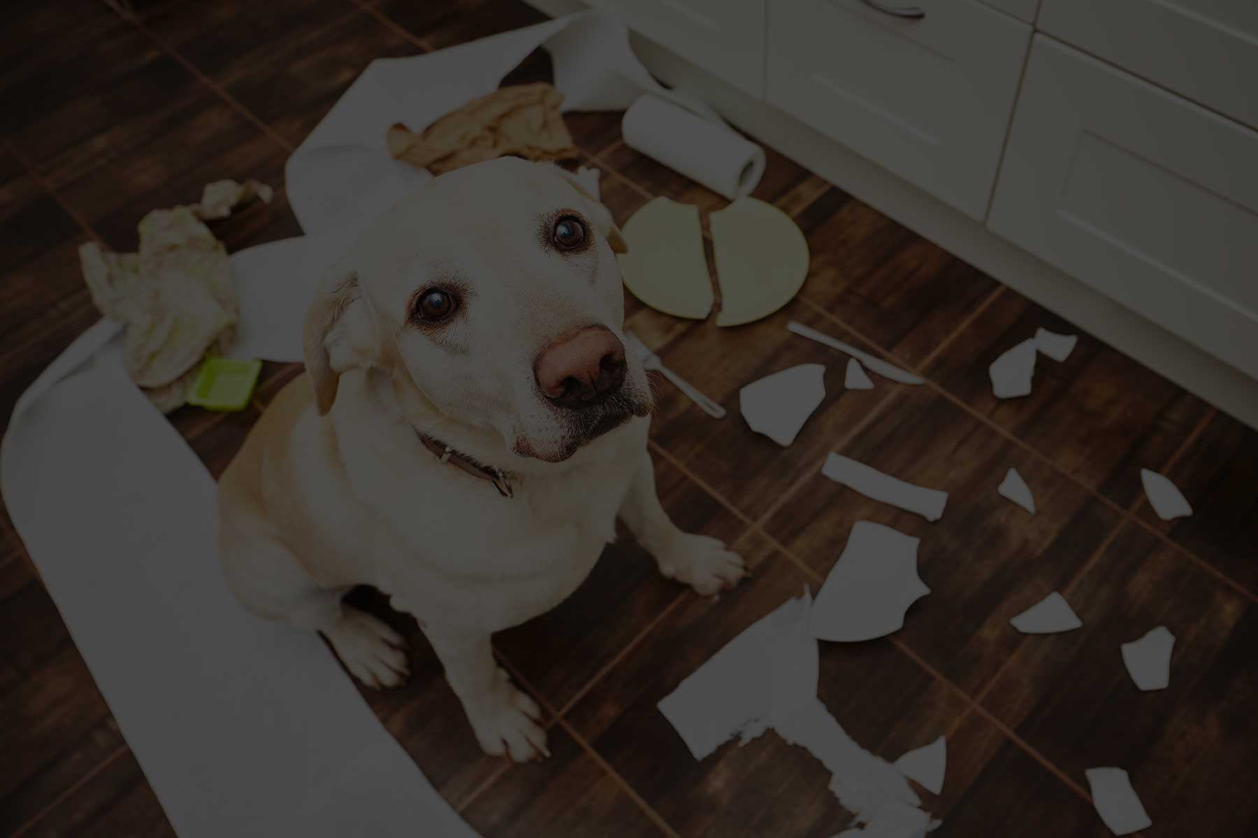 dog obedience training charleston sc