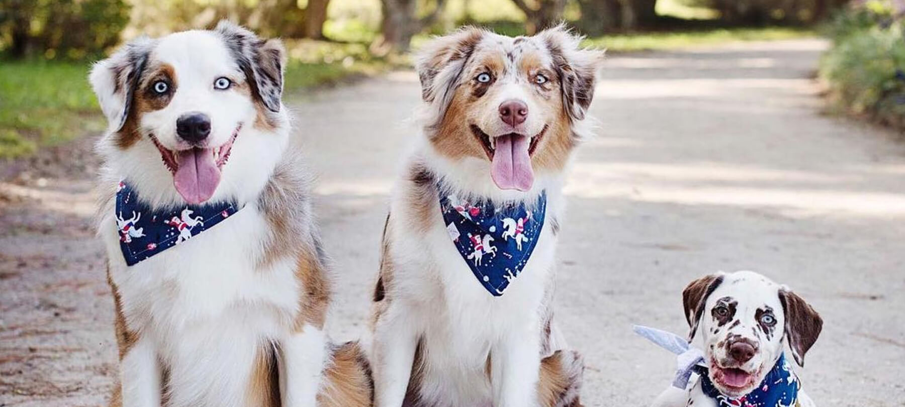 Charleston SC K9 Control Training