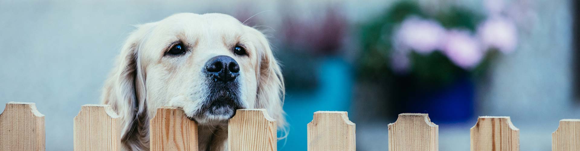 The Importance of Setting Healthy Boundaries with Your Dogs K9