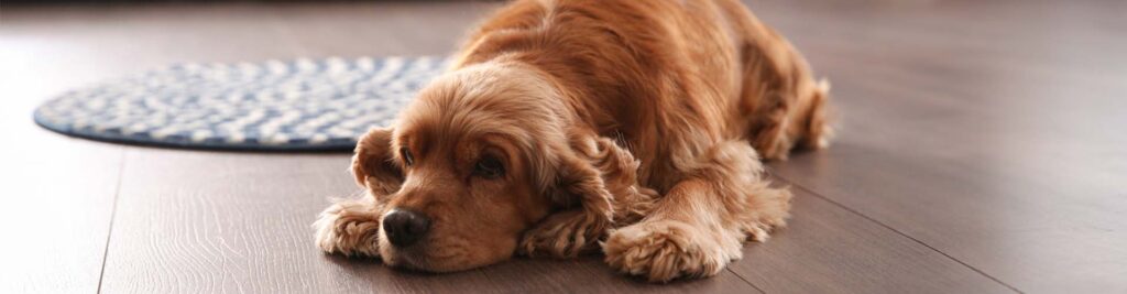 a dog laying and relaxing on the hardwood floor
