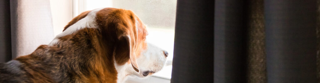 A dog with separation anxiety looking out a window.