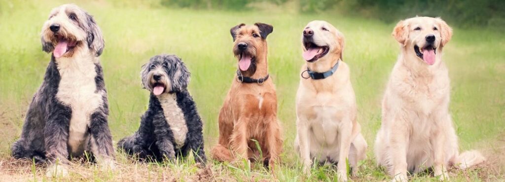 several different dog breeds all sitting next to each other