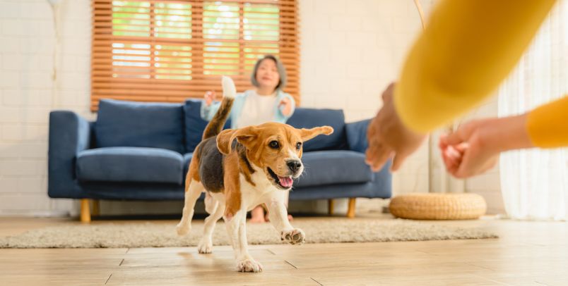a dog running towards its owner