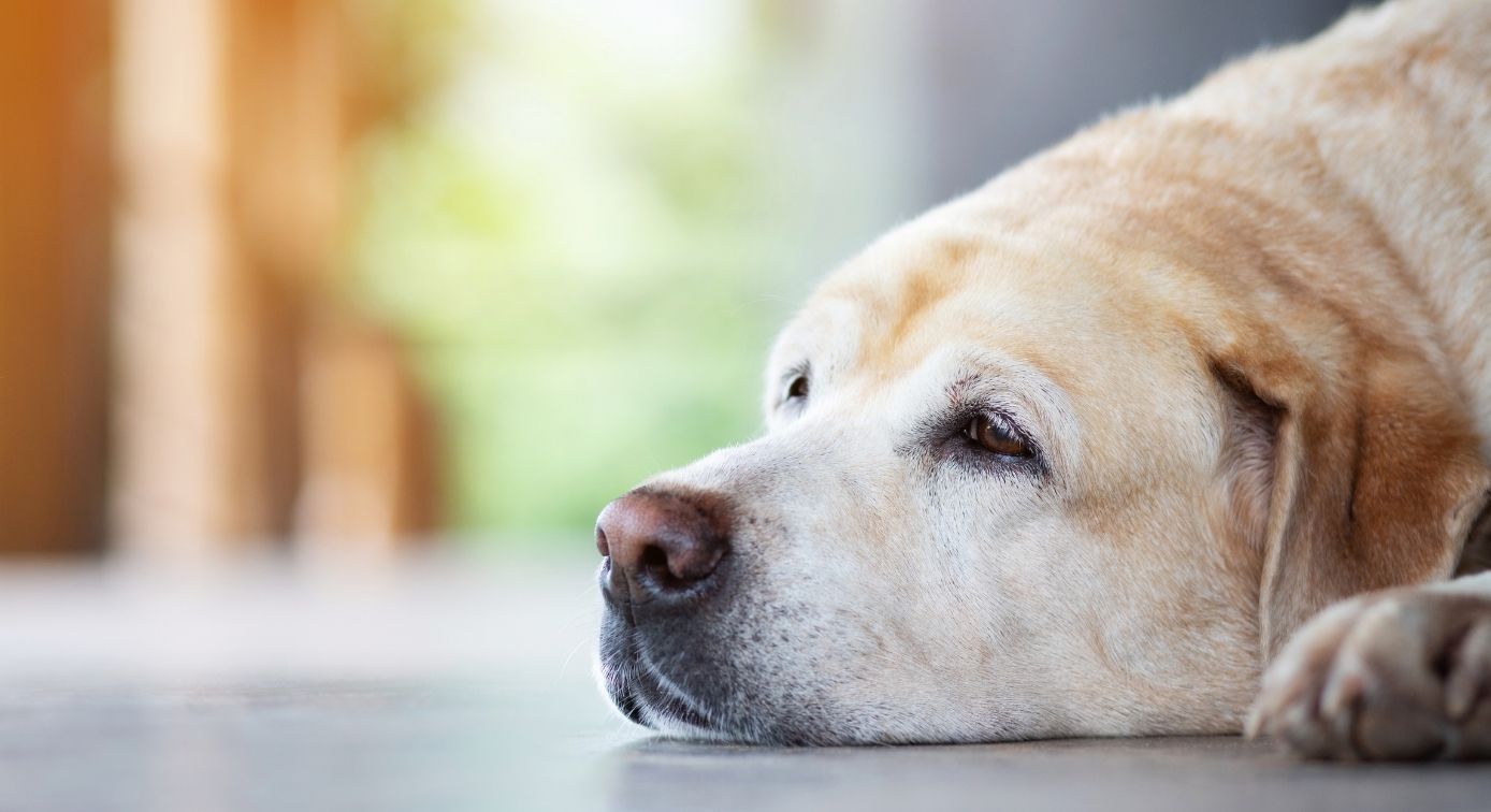 Curated visual reference: Dogs Seasonal Depression Why Winter Behavior Changes Happen And How Photo Inspiration