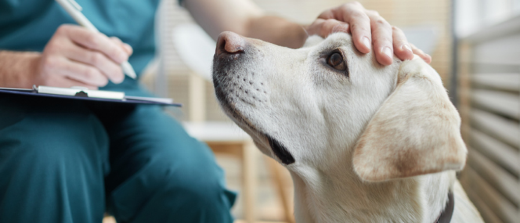 woman touching the top of dogs head while filling out a form at the vet