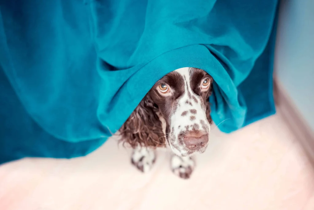 anxious dog hiding under a blanket during a storm