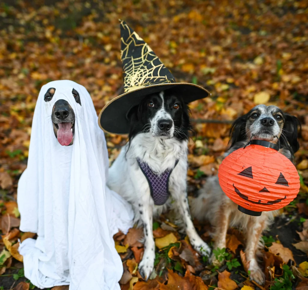 three dogs dressed as a ghost, a witch, and holding a jack-o-lantern for halloween